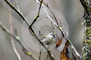 Golden-crowned Kinglet perched on a tree branch in Cowichan Bay.