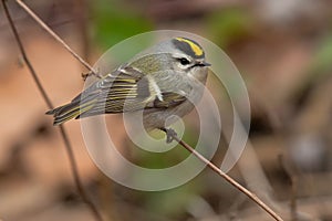 Golden-crowned Kinglet - Regulus satrapa