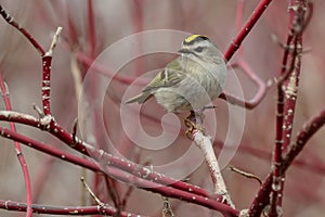 Golden-crowned Kinglet - Regulus satrapa