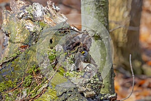 The golden-crowned kinglet Regulus satrapa