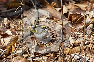 The golden-crowned kinglet Regulus satrapa