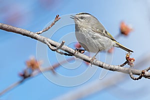 Golden-crowned Kinglet - Regulus satrapa