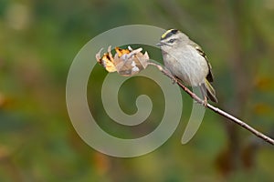 Golden-crowned Kinglet - Regulus satrapa