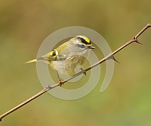 Golden-crowned Kinglet (Regulus satrapa)