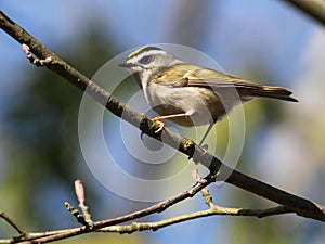 Golden-crowned Kinglet - Regulus satrapa