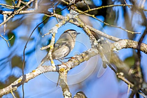 Golden-crowned Kinglet, Regulus satrapa, Passeriformes, Regulidae