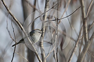 Golden-crowned Kinglet, Regulus satrapa, perched on a small branch