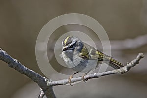 Golden-crowned Kinglet, Regulus satrapa, perched on a twig