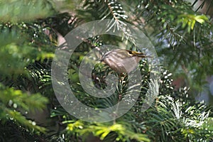 Golden-crowned kinglet resting in woods