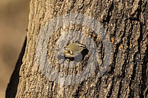 Golden-crowned Kinglet. In the spring, woodpeckers make holes in a tree from which sweet sap flows.