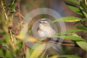Golden-crowned Kinglet Swallowing Crane Fly