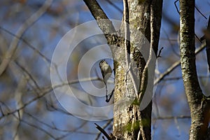 Golden-Crowned Kinglet Walking up a Tree