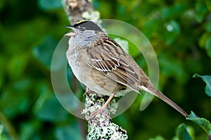 Golden Crowned Sparrow