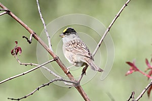 Golden-crowned Sparrow