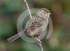 Golden Crowned Sparrow