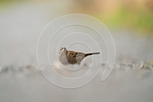 Golden crowned Sparrow feeding on the ground