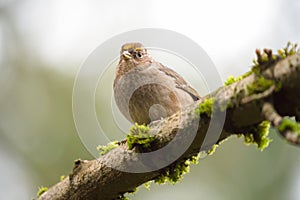 Golden crowned Sparrow resting in forest