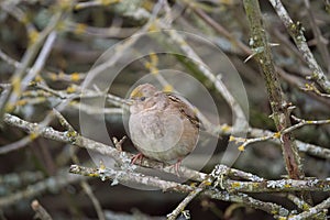 Golden crowned Sparrow resting in forest