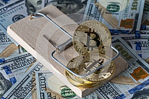 Golden cryptocurrency coins bitcoin in a mousetrap on the background of us 100 dollar bills, closeup. Cryptocurrency scam or fraud