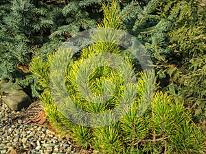 Golden cultivar dwarf mountain pine Pinus mugo Ophir in the sunny winter