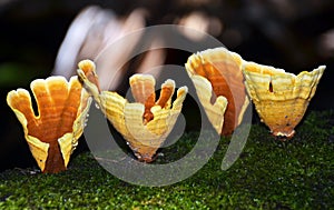 Golden cups of the bracket fungi Stereum ostrea photo