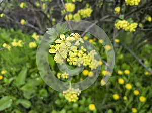 Golden currant blooms in spring. Beautiful flowering of the bush with yellow flowers. Yellow leaves on golden currants.