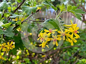 Yellow Golden Currant Blossom Bunch 02