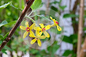 Golden Currant Bunch 02
