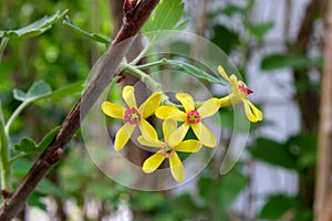 Golden Currant Bunch 03