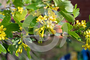 Golden currant (ribes aureum) flowers