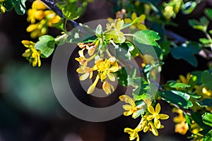 Golden currant Ribes aureum wildflowers