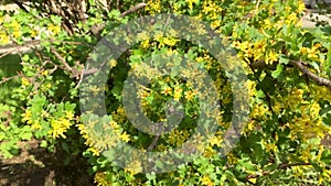 Golden currant yellow flowers, spring blossom, green leaves, beautiful bush in a garden close up, video