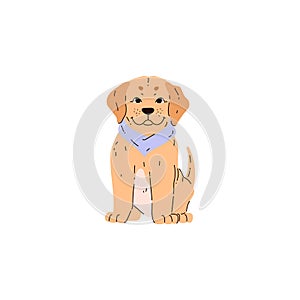 A golden cute Labrador puppy with a blue scarf around its neck vector image on a white background
