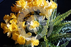 Golden Daffodil Trumpets & x28;Narcissus& x29;