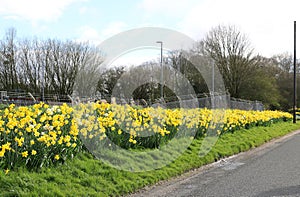 Golden daffodils on roadside verge in countryside