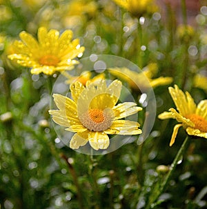 Golden Daisies sparkle after a spring shower