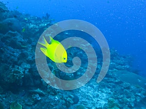 Golden damsel swimming at rainbow reef in fiji