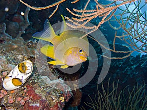 Golden Damselfish