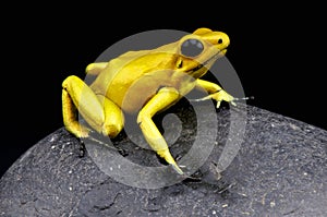 Golden dart frog / Phyllobates terribilis