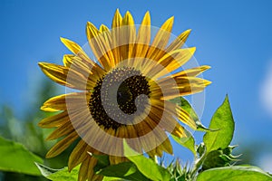 Golden decorative sunflower Helianthus annuus on blue sky background. Close-up of yellow sunflower head. Summer flower landscape