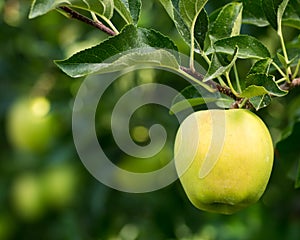 Golden delicious apple hanging on tree photo