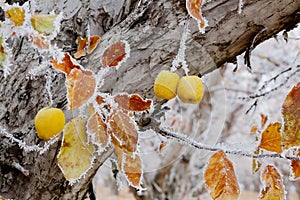 Golden Delicious apple orchard with hoarfrost on the branches and leaves