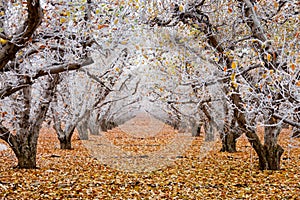 Golden Delicious apple orchard with hoarfrost on the branches and leaves