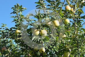 Golden Delicious Apple Tree photo