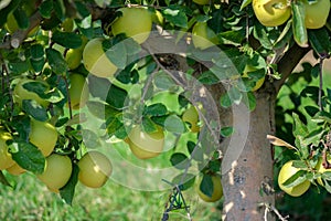 Golden Delicious Apple tree with many ripe fruits on sunny day photo