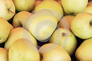 Golden delicious apples