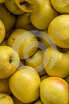 Golden Delicious Apples