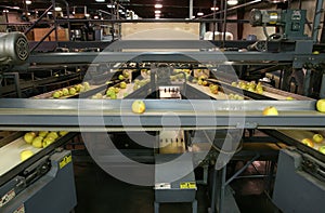 Golden Delicious Apples on conveyor belts in a packing warehouse