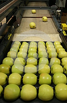 Golden Delicious Apples on a tray