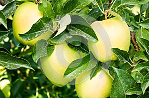 Golden Delicious apples on the tree